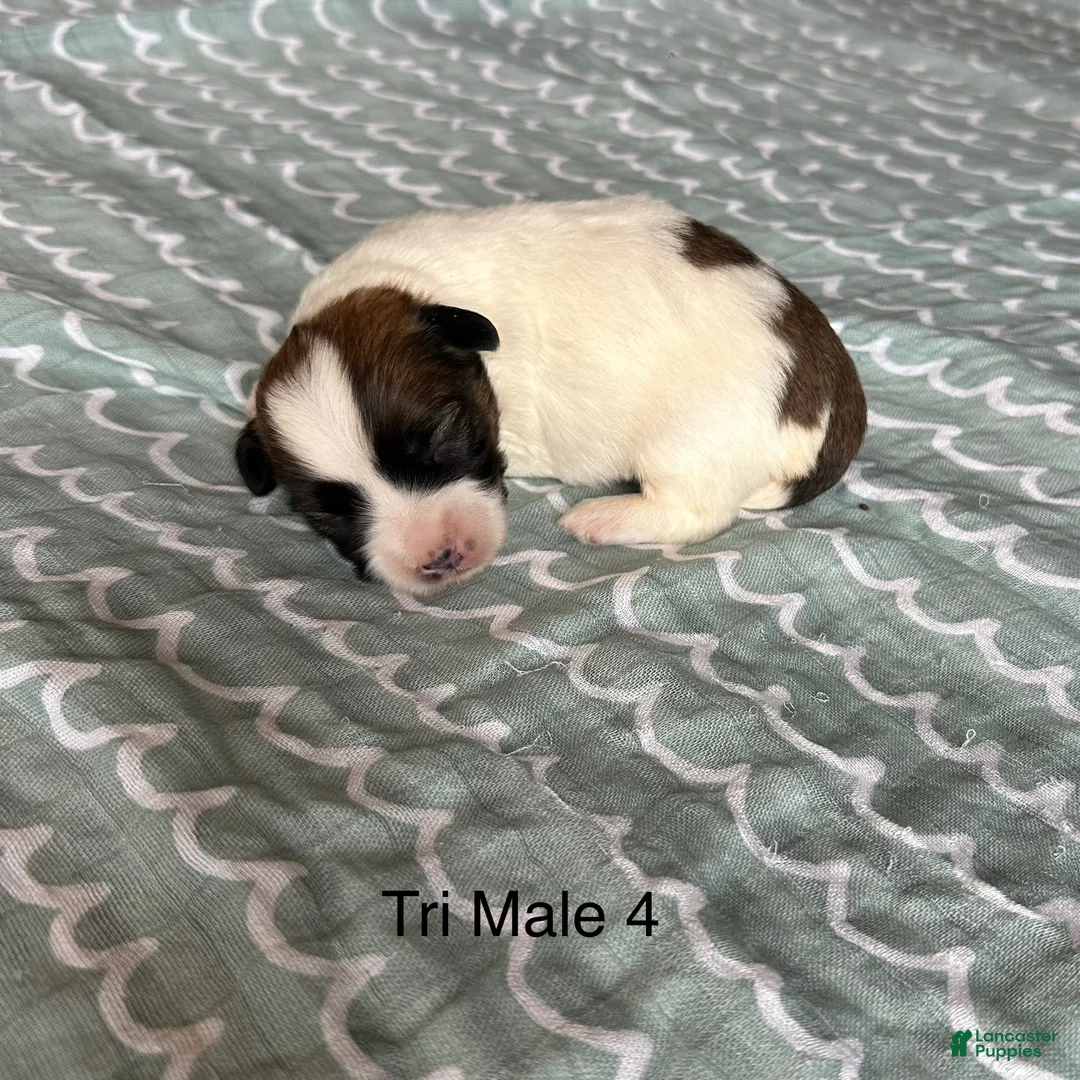 Coton De Tulear dogs for sale: Coton De Tulear Puppy 2 - Ad 1
