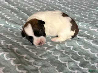 Coton De Tulear dogs for sale: Coton De Tulear Puppy 2 - Ad 1