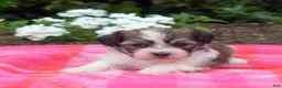 Teddy Bear dogs for sale: Monkey - Ad 5
