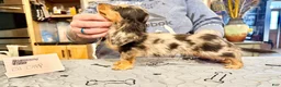 Miniature Dachshund dogs for sale: Ch Cappuccino AKC boy - Ad 5
