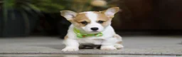 Welsh Corgi Pembroke dogs for sale: Freddy - Ad 7