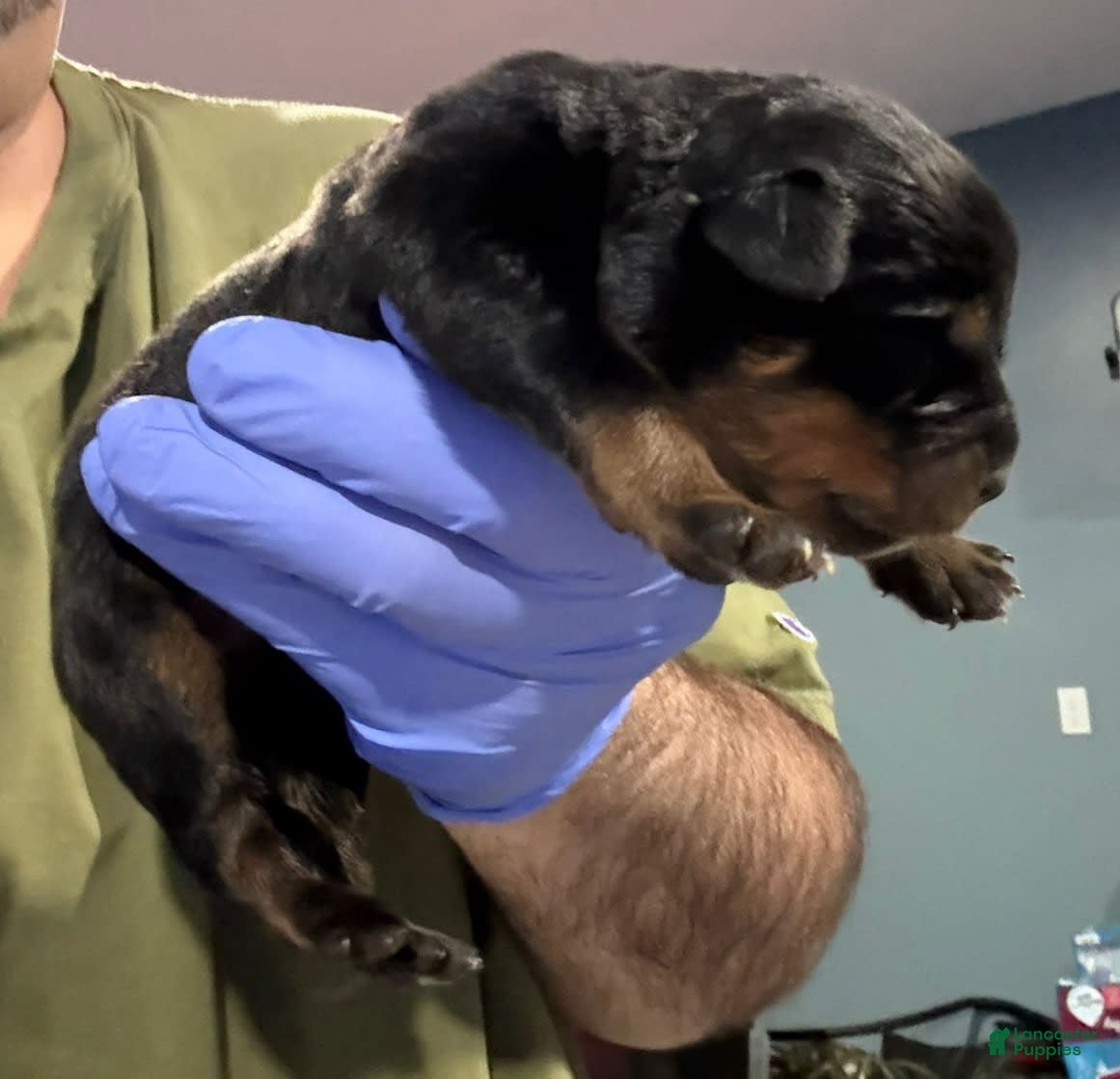 Rottweiler dogs Remmy Litter - Ad 30