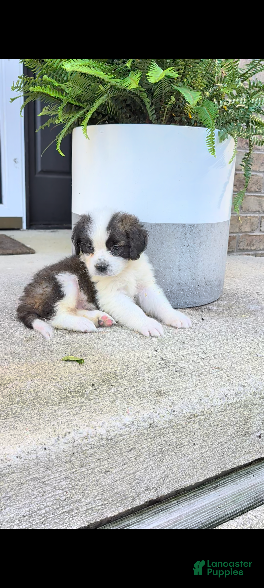 Saint Bernard dogs Trixie - Ad 2