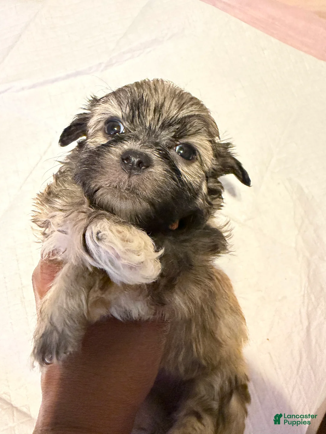 Mixed Breed dogs for sale: Mixed Breed Puppy 1 - Ad 6