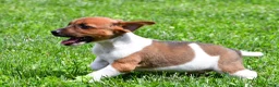 Jack Russell Terrier dogs for sale: Chief - Ad 4