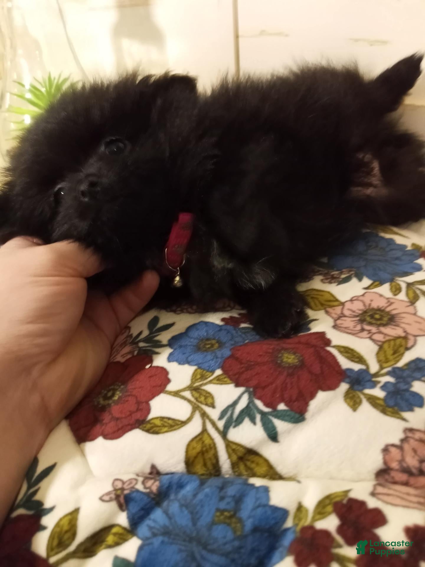 Pomeranian dogs for sale: Toy Mia  - Ad 1