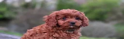 Cavapoo dogs for sale: Hudson - Ad 12