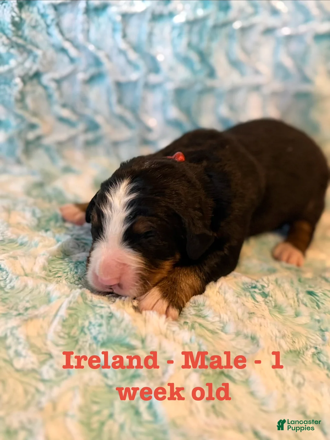 Bernese Mountain Dog dogs for sale: Ireland - Ad 1