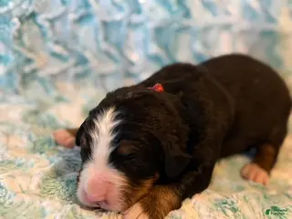 Bernese Mountain Dog dogs Ireland - Ad 7