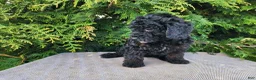 Mini Bernedoodle dogs for sale: Willow - Ad 4