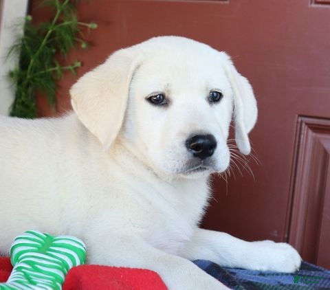 Labrador Retriever dogs Hudson - champion lines - Ad 2