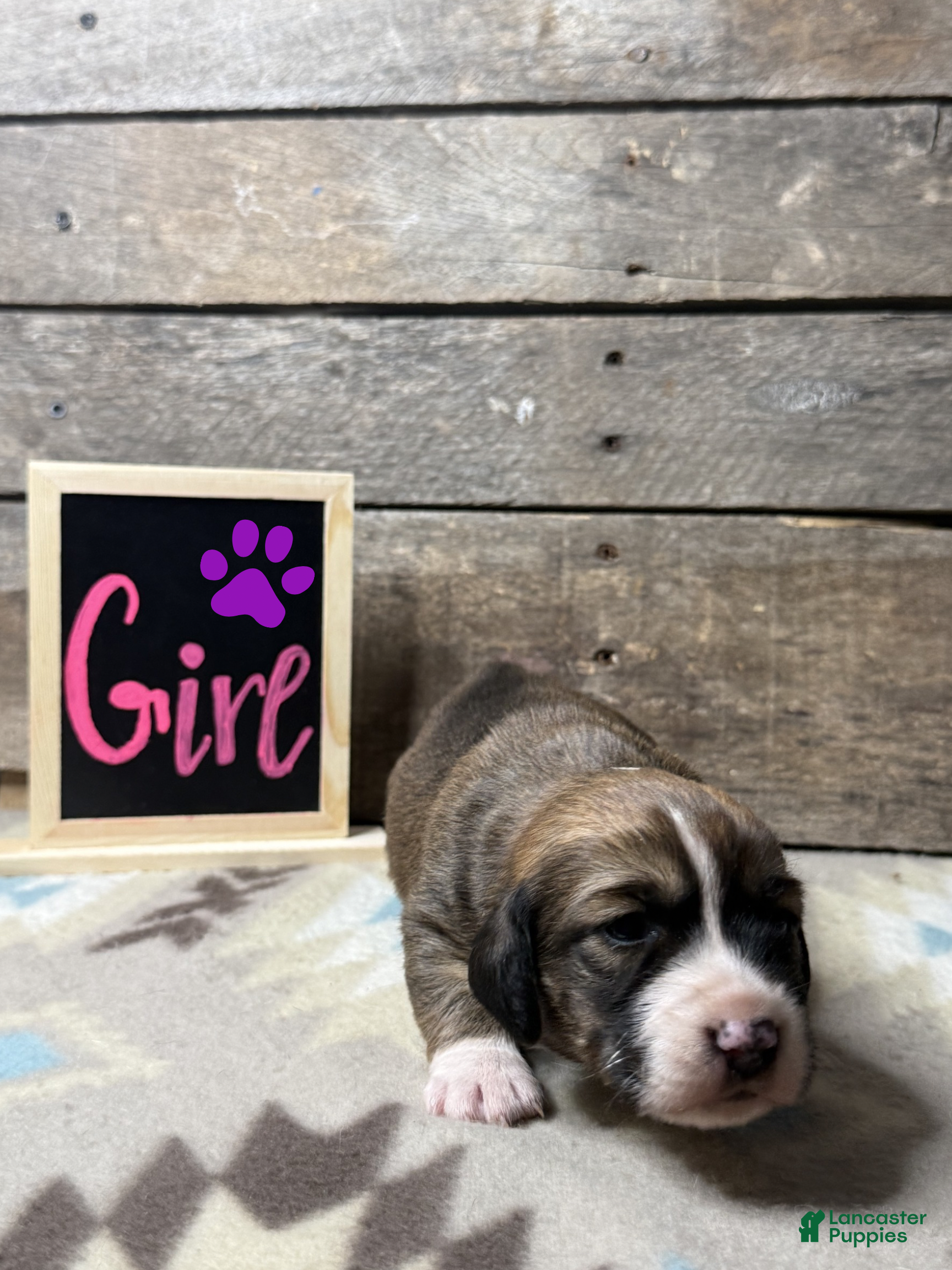 Mixed Breed dogs Mixed Breed Puppy 7 - Ad 12