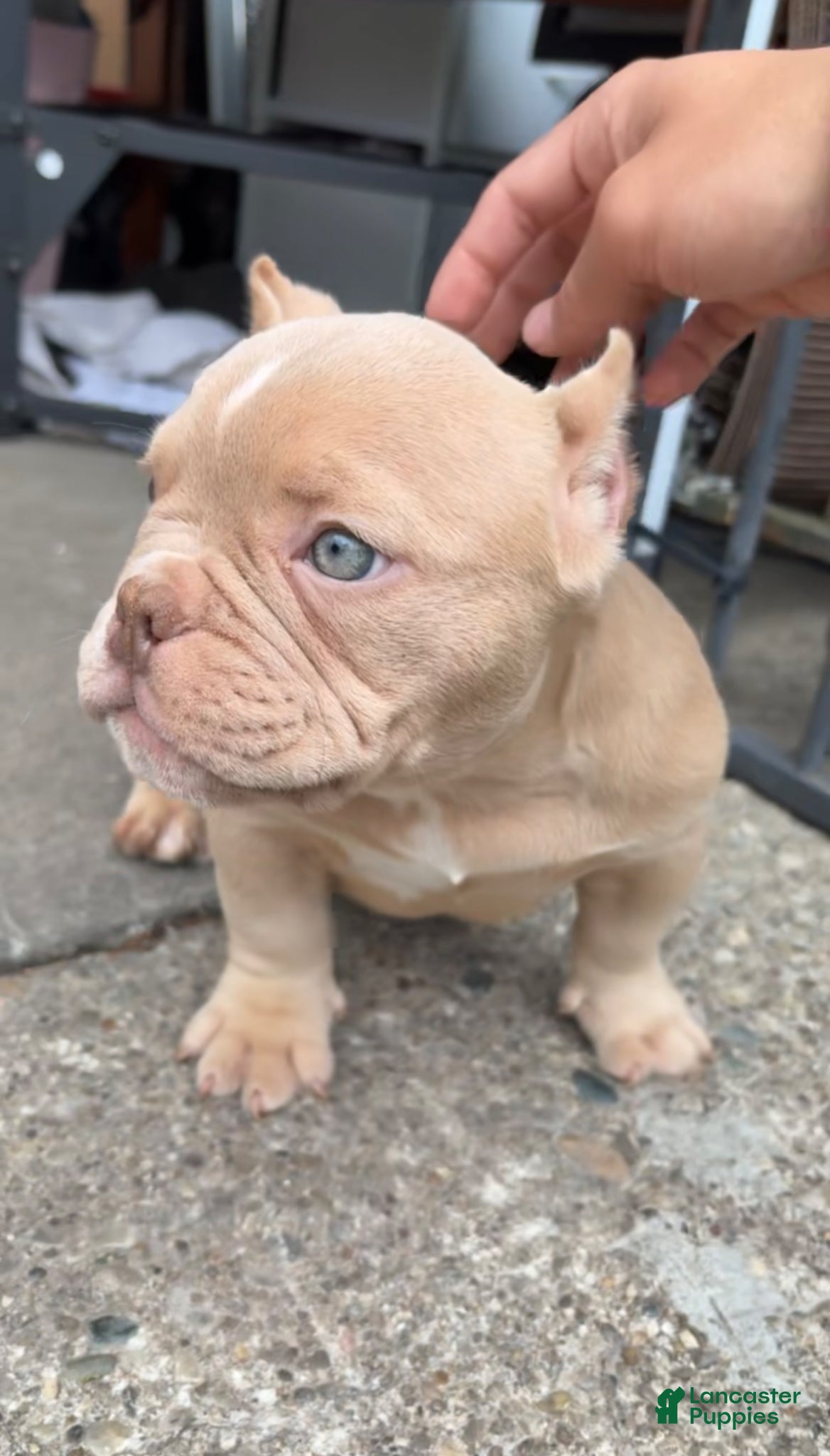 American Bully dogs American Bully Puppy 2 - Ad 15