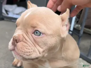 American Bully dogs American Bully Puppy 2 - Ad 34