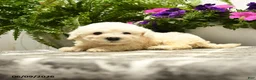 Bichon Frise dogs for sale: Beta - Ad 4