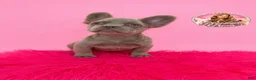 French Bulldog dogs for sale: Bryce 🩵 - Ad 3