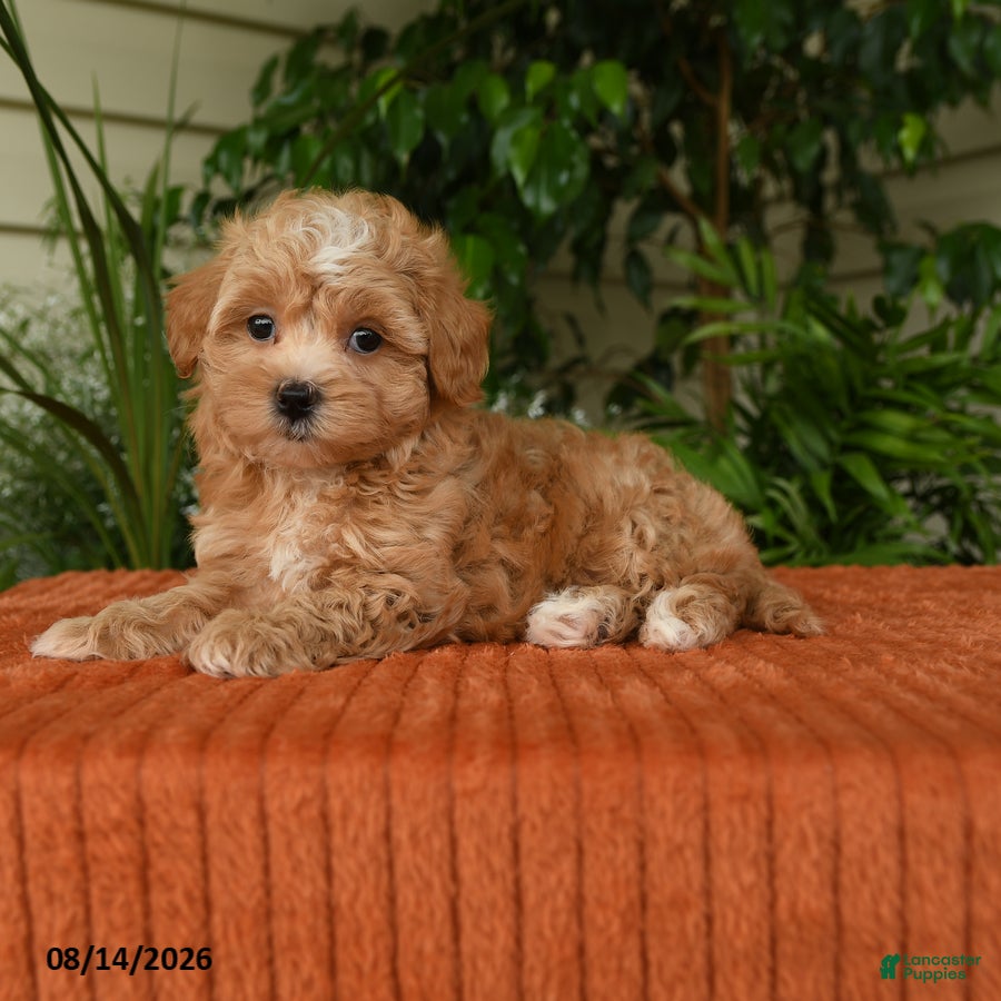 Maltipoo dogs Oaklyn - Ad 2