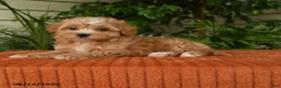 Maltipoo dogs for sale: Oaklyn - Ad 2