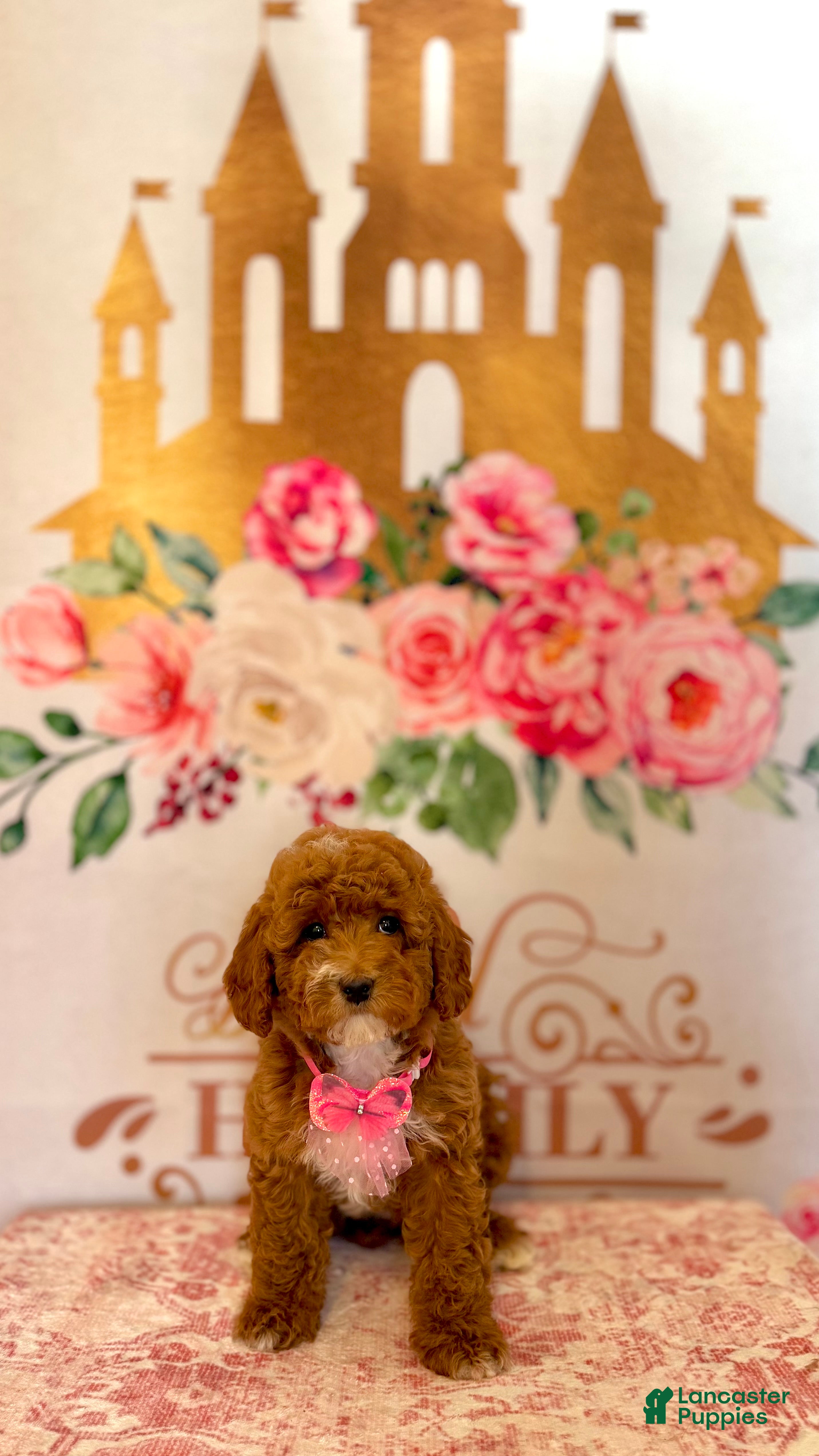 Mixed Breed dogs 🍁 Maple (Red w/ White Markings Hypoallergenic Mini Poodle) 🐻  - Ad 2