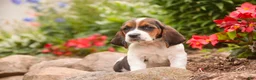 Basset Hound dogs for sale: Marlowe - Ad 5