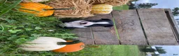 Boston Terrier dogs for sale: Milo - Ad 3