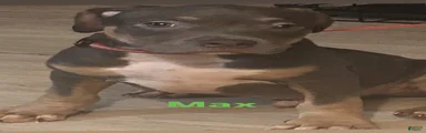 Max