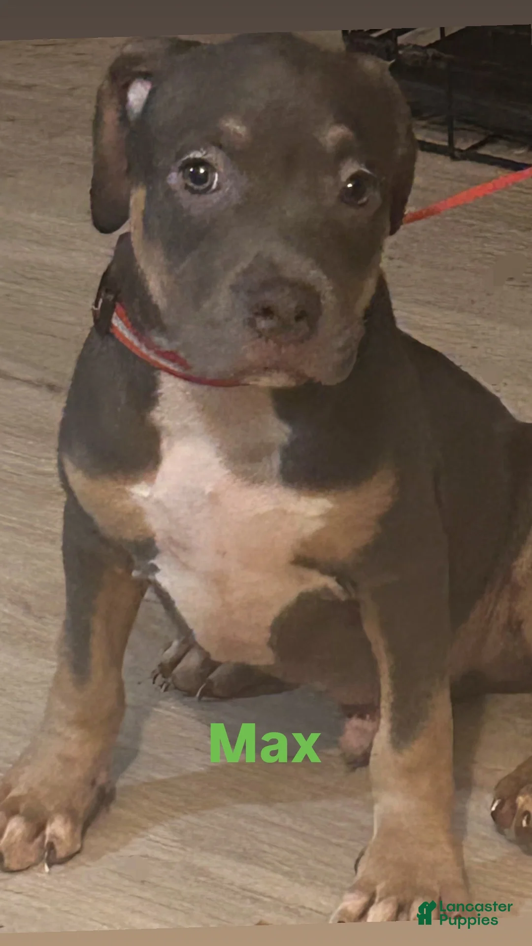 American Bully dogs for sale: Max - Ad 1