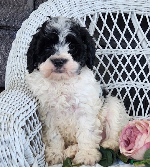 Cavapoo dogs Glendon - Ad 2