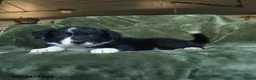 Border Collie dogs for sale: Aarran - Ad 2