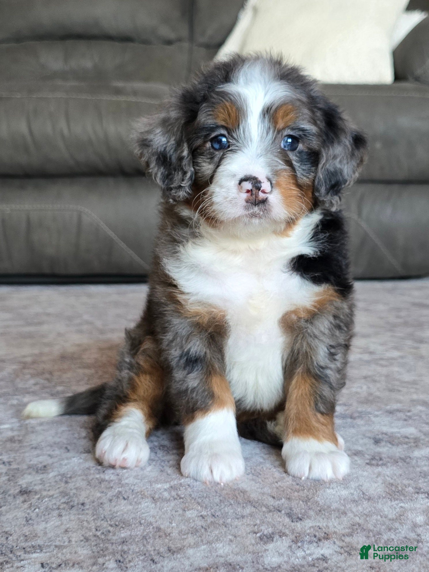 Mini Bernedoodle dogs Mini Maggie - Ad 2