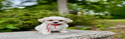 Maltipoo dogs for sale: LEO-1 - Ad 2