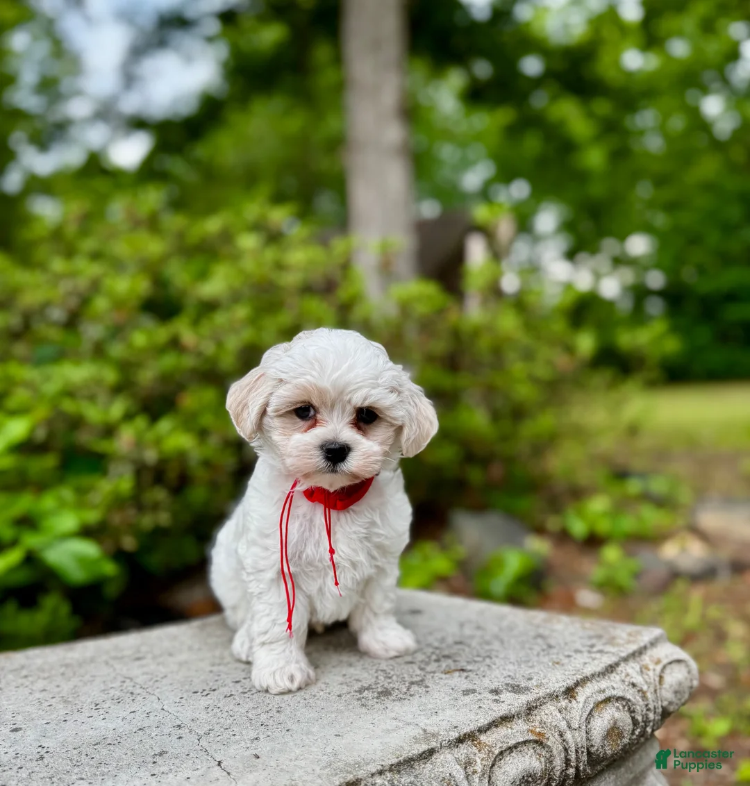 Maltipoo dogs for sale: LEO-1 - Ad 2