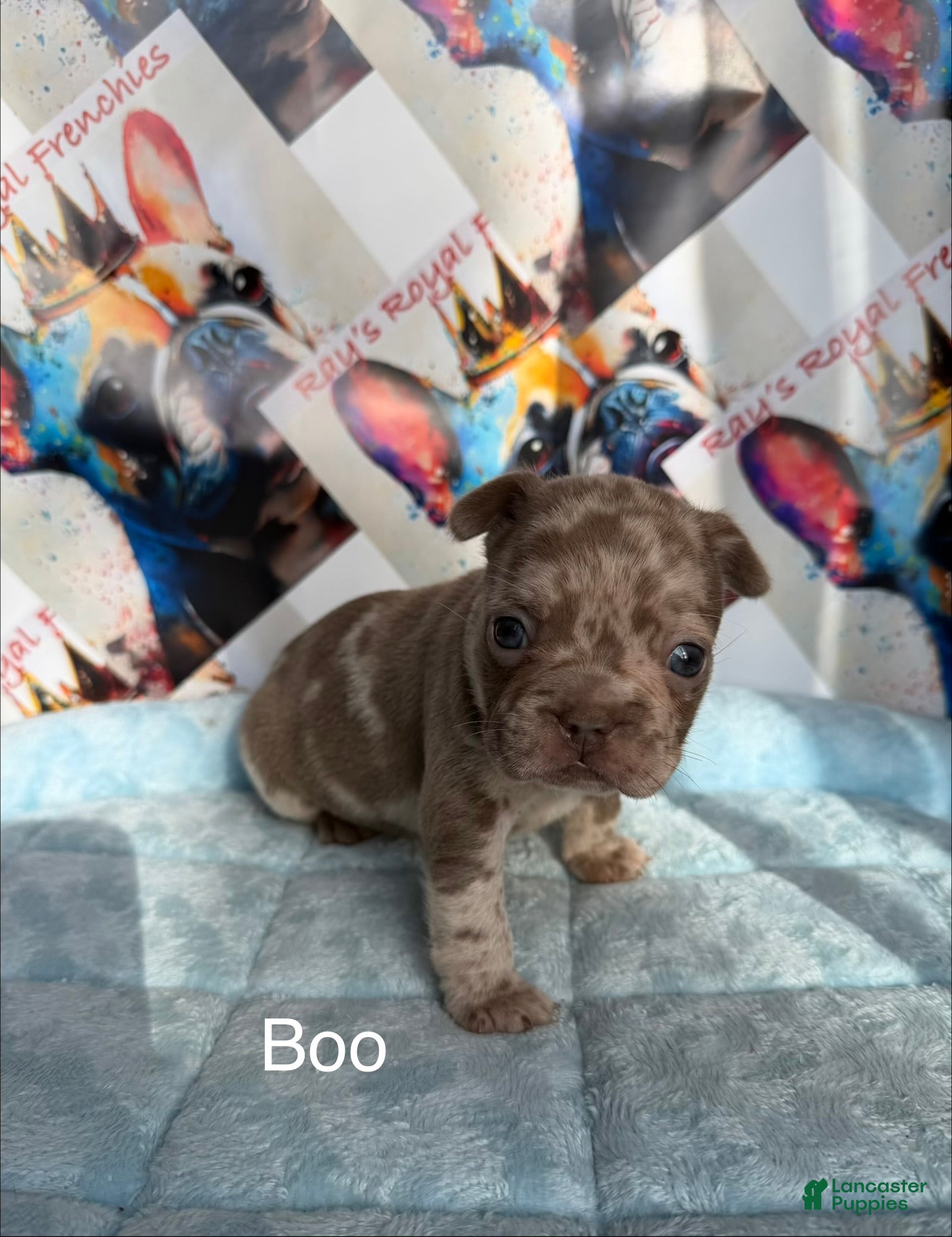 French Bulldog dogs Boo - Ad 14