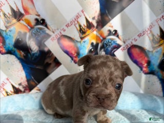 French Bulldog dogs Boo - Ad 2