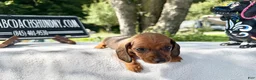 Miniature Dachshund dogs for sale: Russian Smooth red female - Ad 2