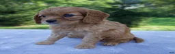 Mixed Breed dogs for sale: Rosie - Ad 7