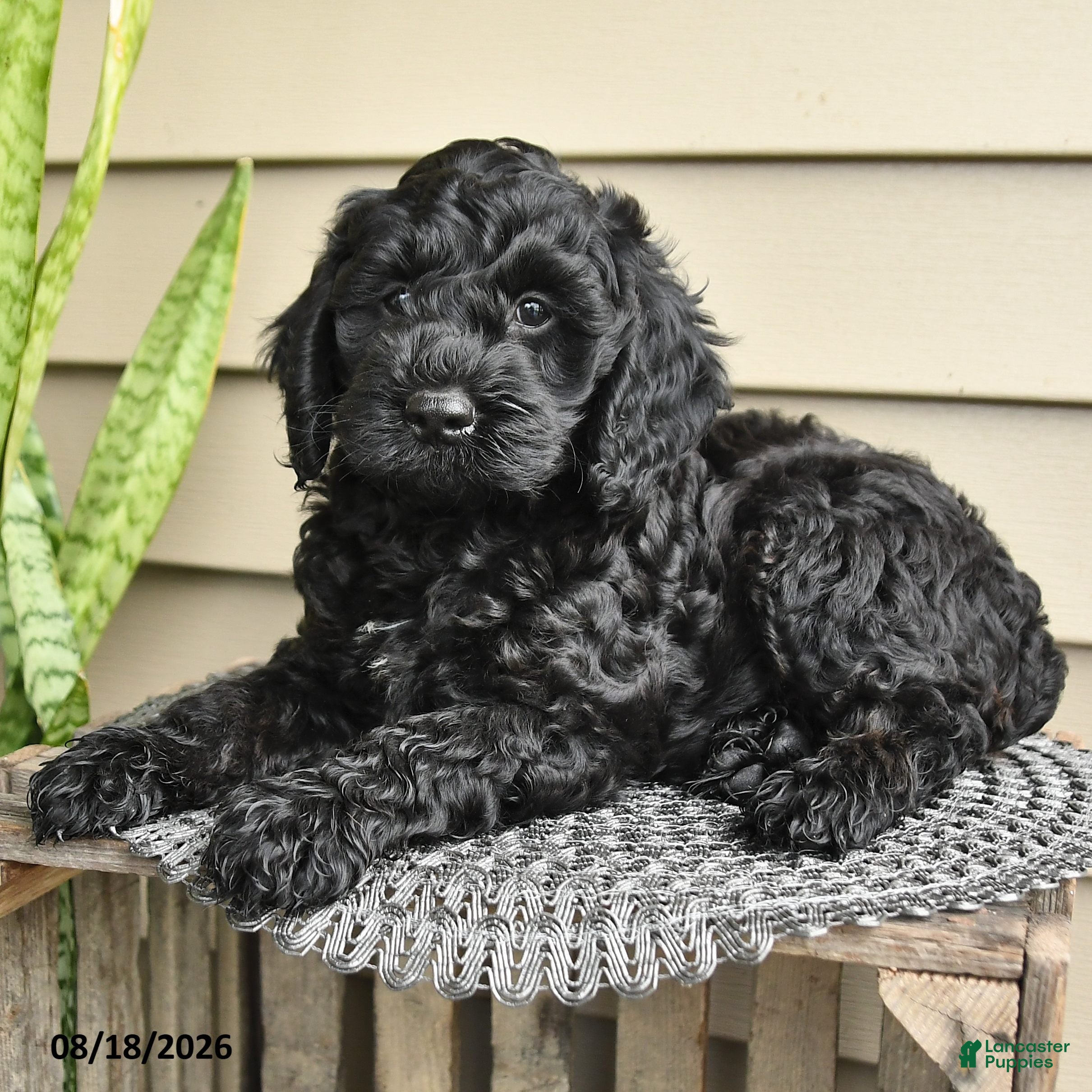 Cockapoo dogs Bear - Ad 2
