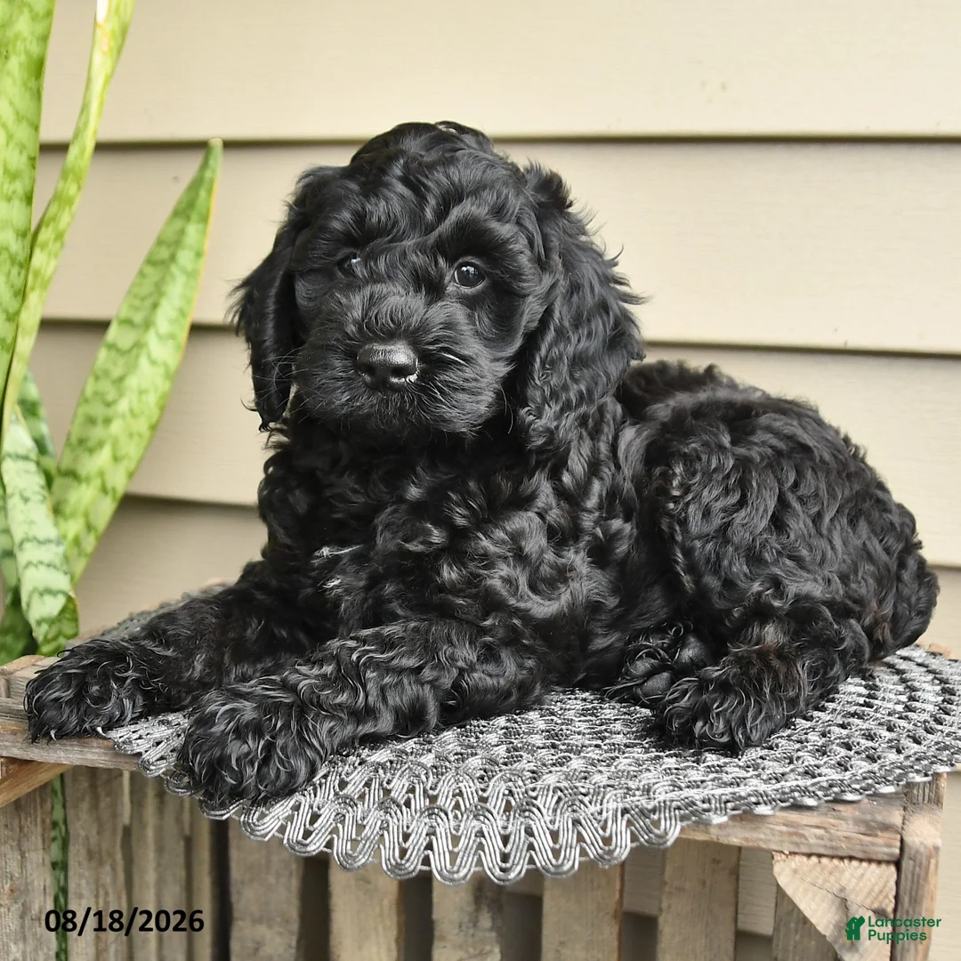 Cockapoo dogs for sale: Bear - Ad 2