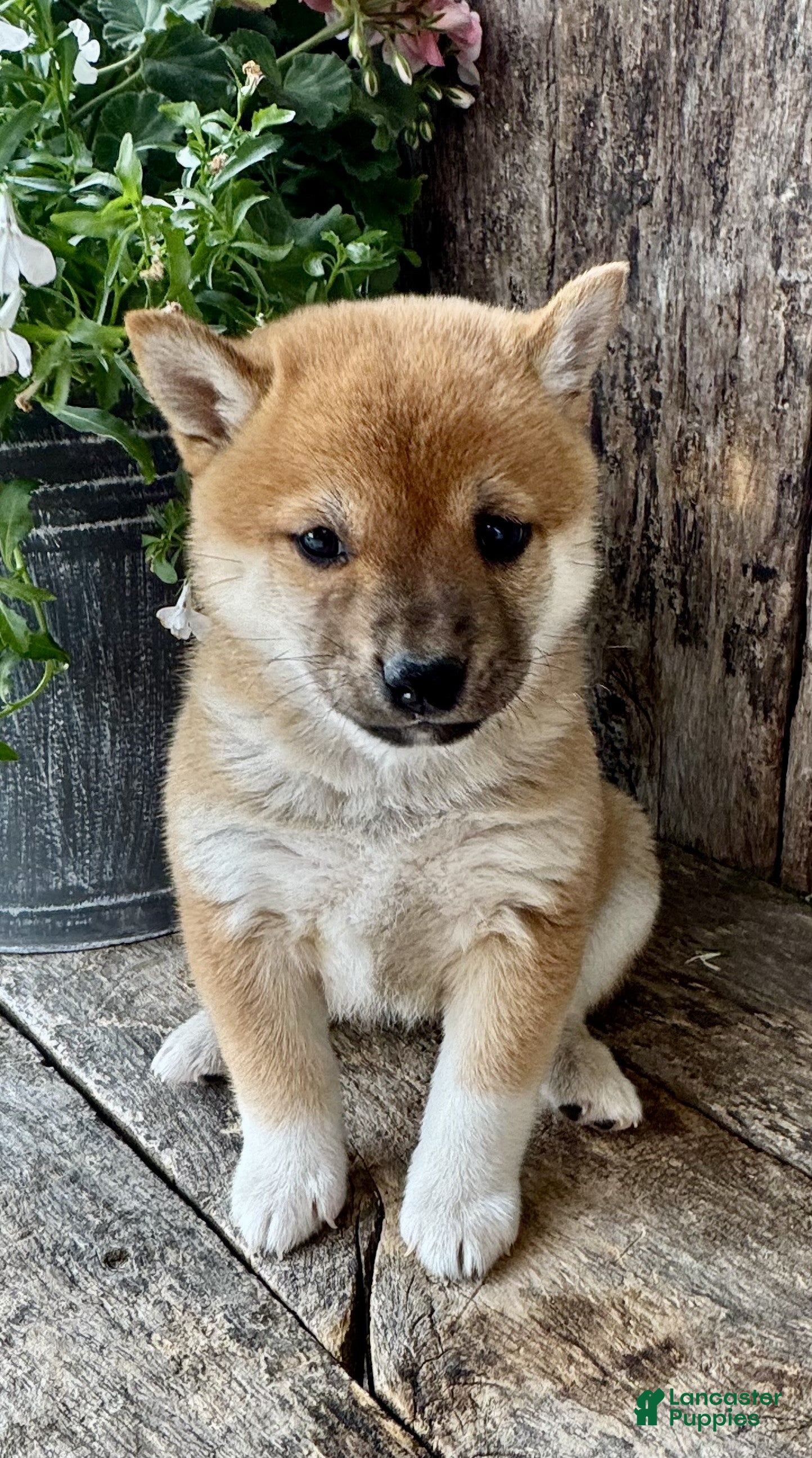 Shiba Inu dogs Pickles - Ad 2