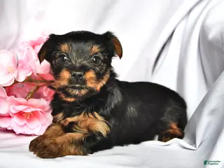 Yorkshire Terrier dogs Sage - Ad 22