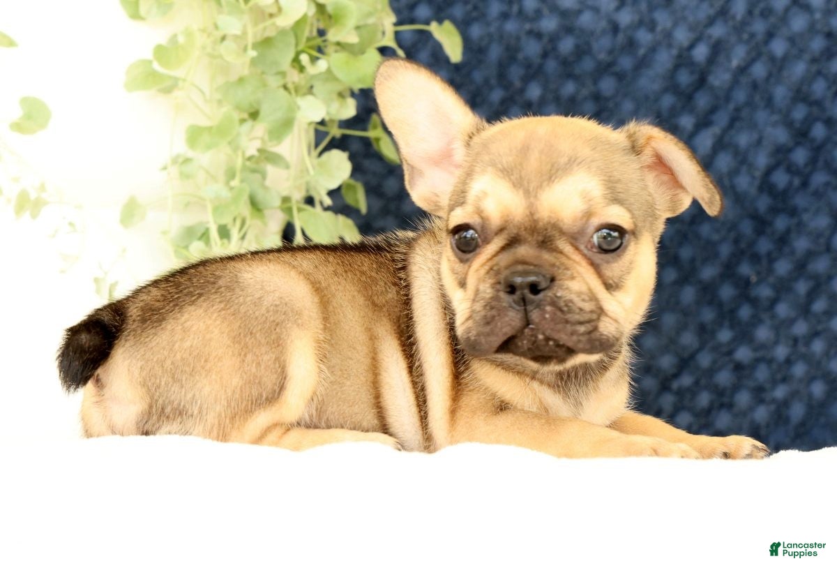 French Bulldog dogs Brooke - Ad 2