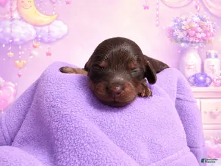 Miniature Dachshund dogs for sale: Miniature Dachshund Puppy 2 - Ad 1