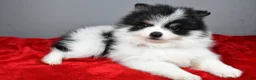 Pomeranian dogs for sale: Zebrina - Ad 1