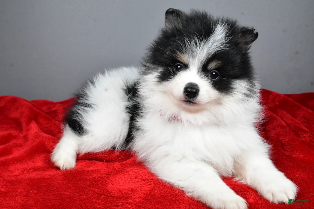 Pomeranian dogs for sale: Zebrina - Ad 1