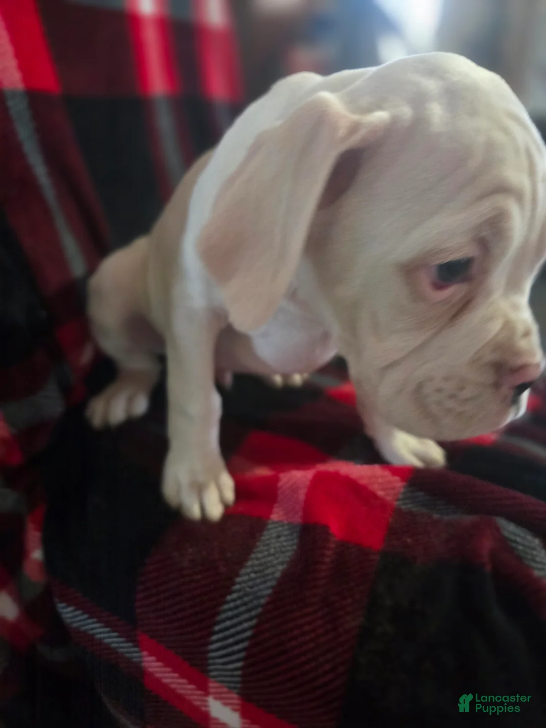 Boxer dogs for sale: Sam - Ad 8