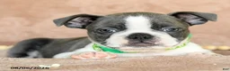 Boston Terrier dogs for sale: Rascal  - Ad 3