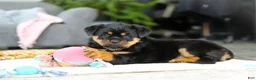 Rottweiler dogs for sale: Storm - Ad 5