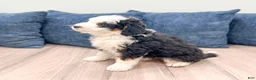 Mini Bernedoodle dogs for sale: Braxton - Ad 4