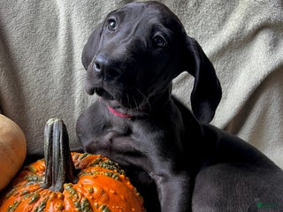 Great Dane dogs - Ad 36