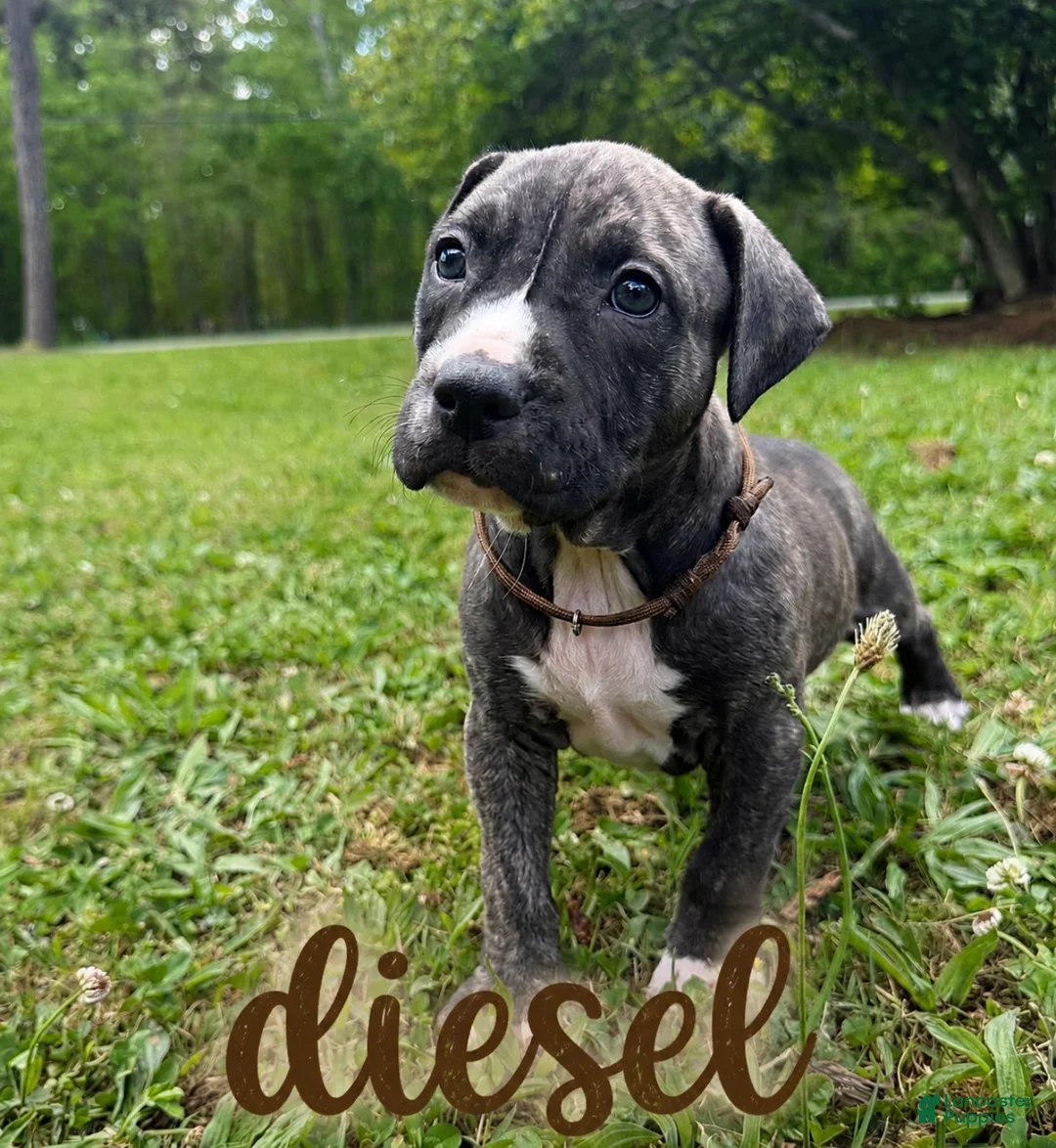 Mixed Breed dogs for sale: Mixed Breed Puppy 3 - Ad 1